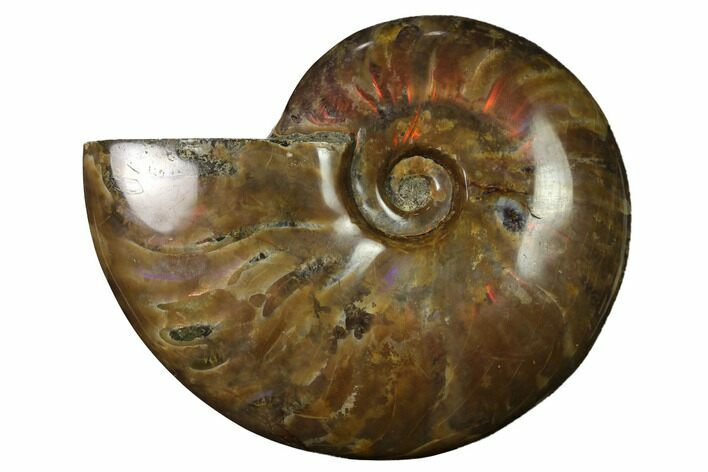 Flashy Red Iridescent Ammonite #155149